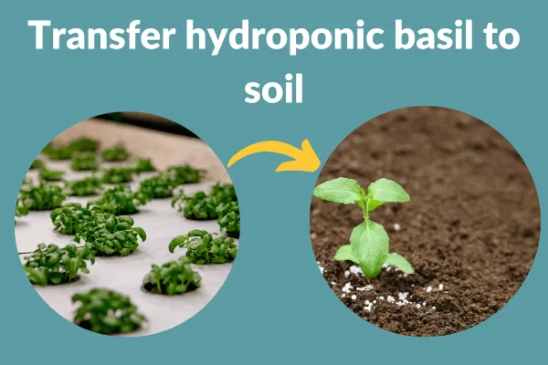 Transfer hydroponic basil to soil