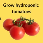 Grow hydroponic tomatoes