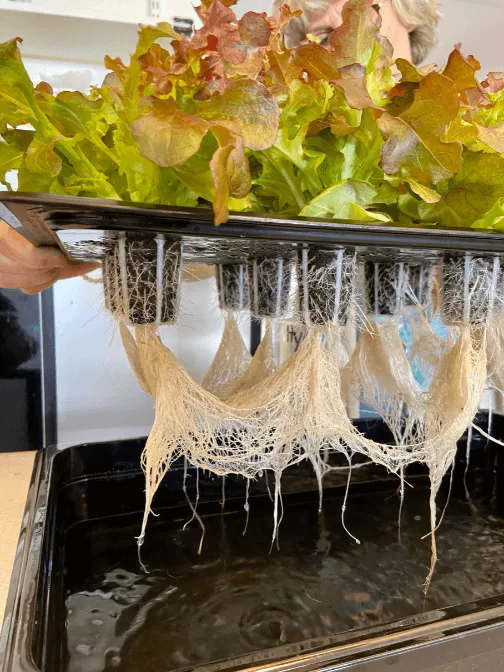 Hydroponic Water Tank