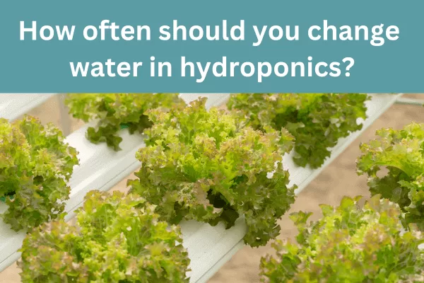 change water in hydroponics