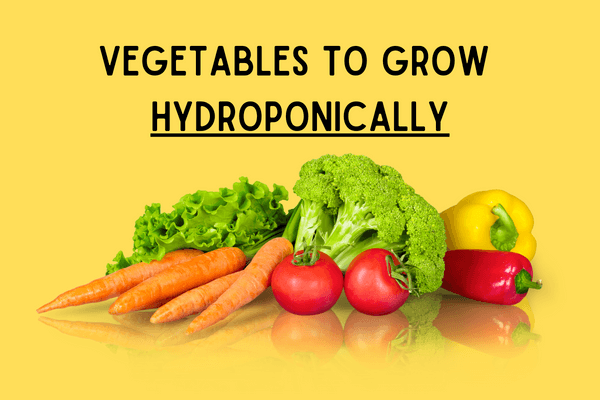 Hydroponic vegetables