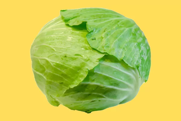 Hydroponic cabbage 